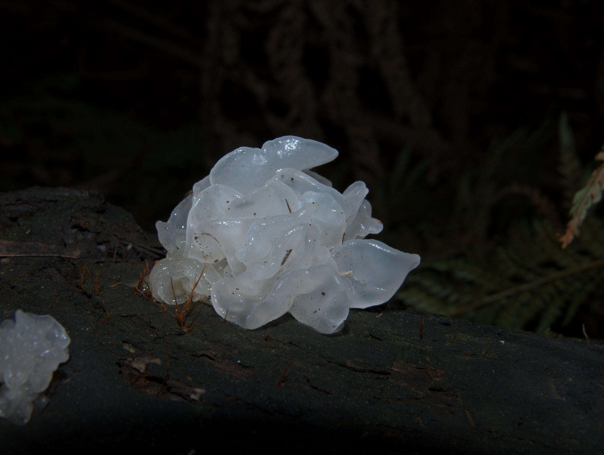 Image of snow fungus