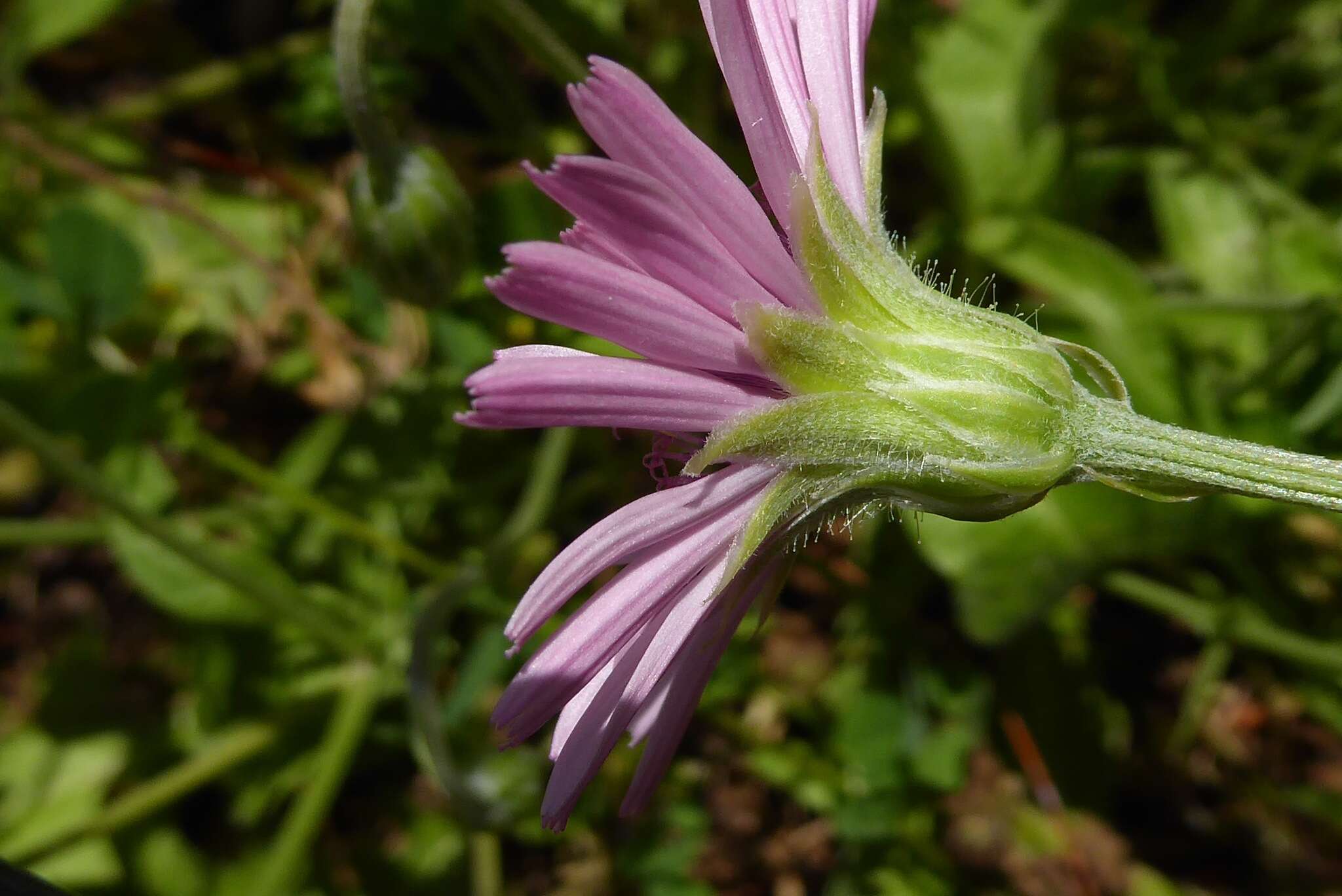 Image of red hawksbeard