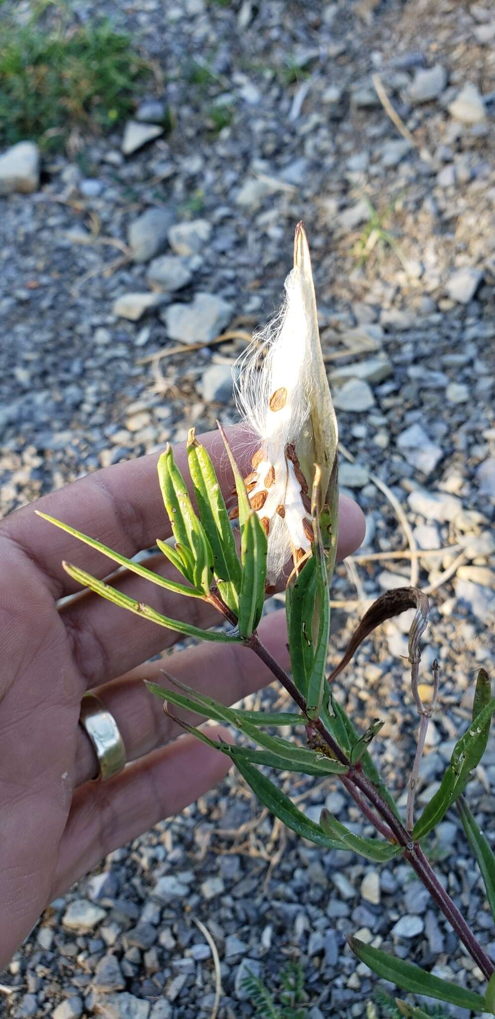 Слика од Asclepias fascicularis Decne.