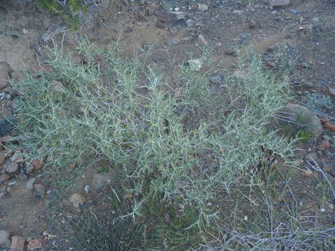 Image of Melolobium candicans (E. Mey.) Eckl. & Zeyh.