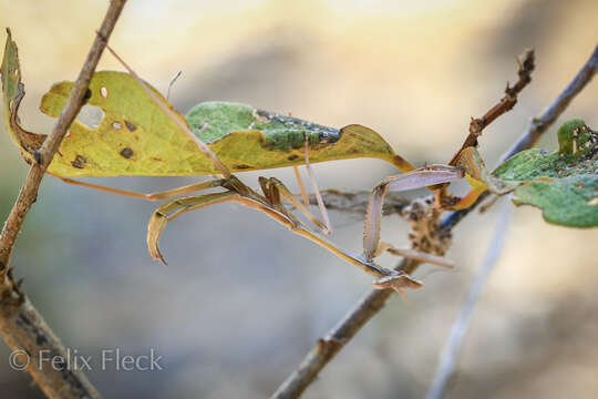 Image de Austromantis albomarginata