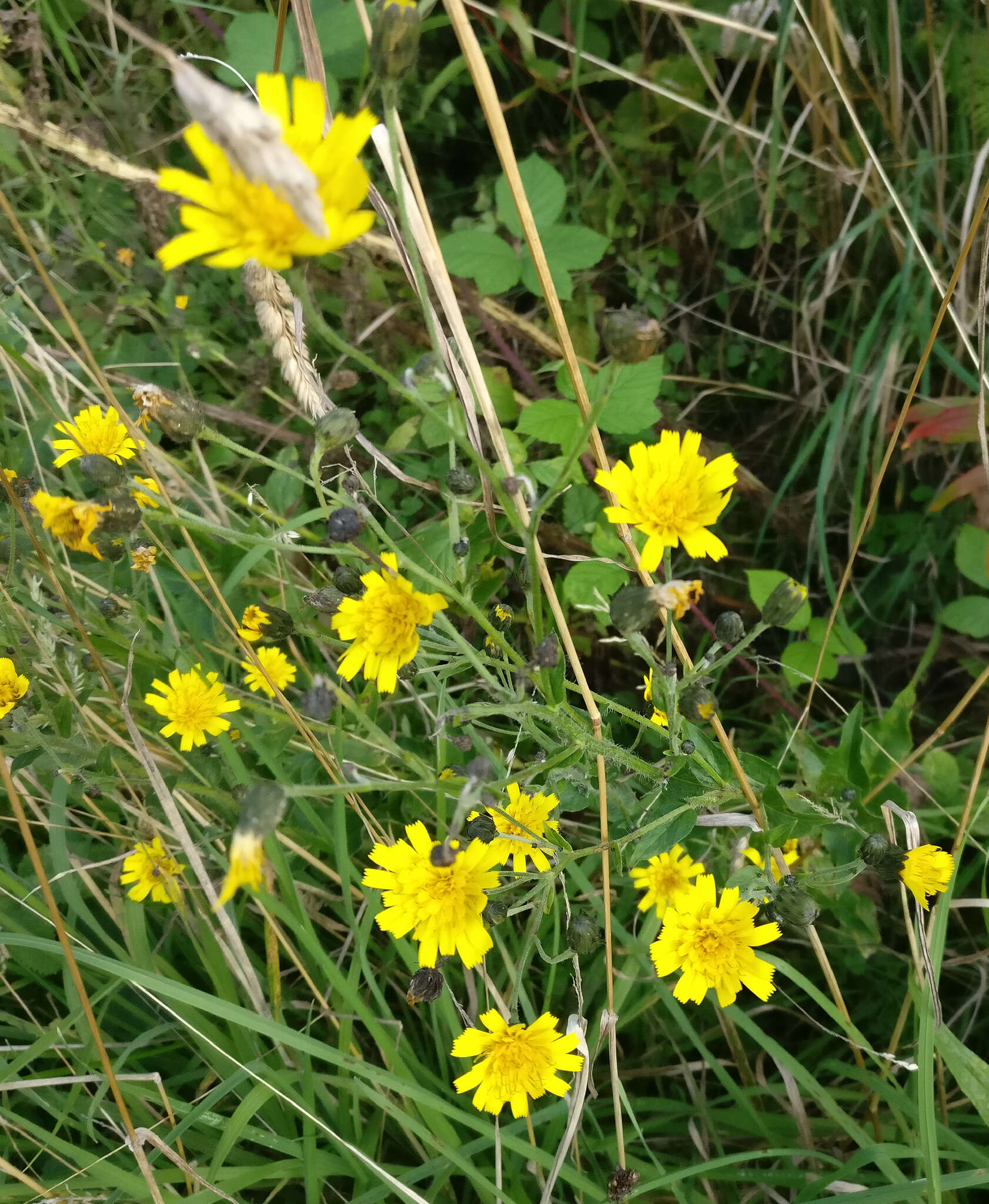 Image of Hieracium sabaudum subsp. vagum (Jord.) Zahn