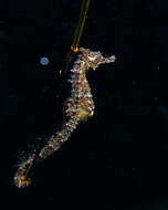 Image of Knobby Seahorse