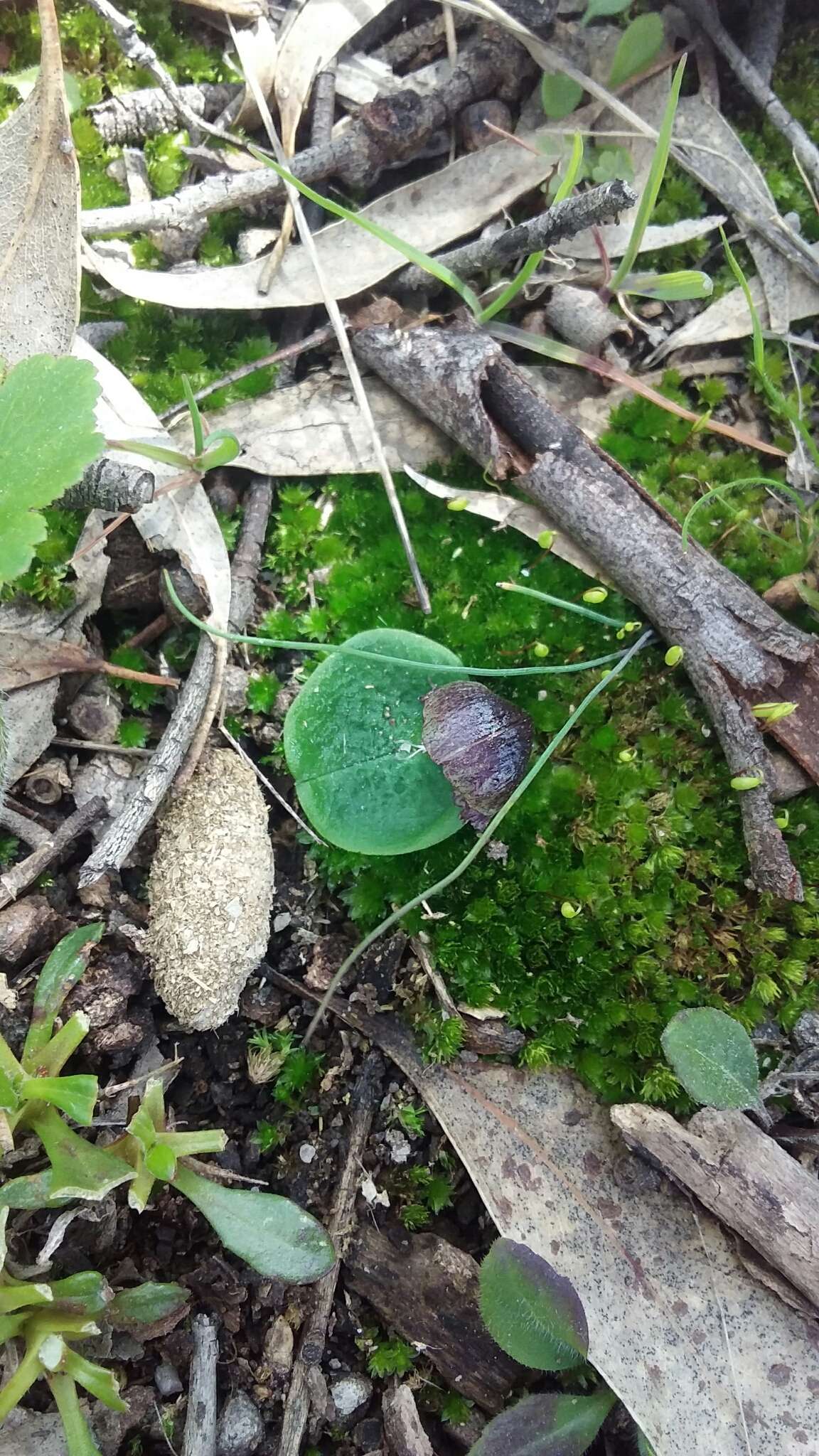 Image of Stately helmet orchid