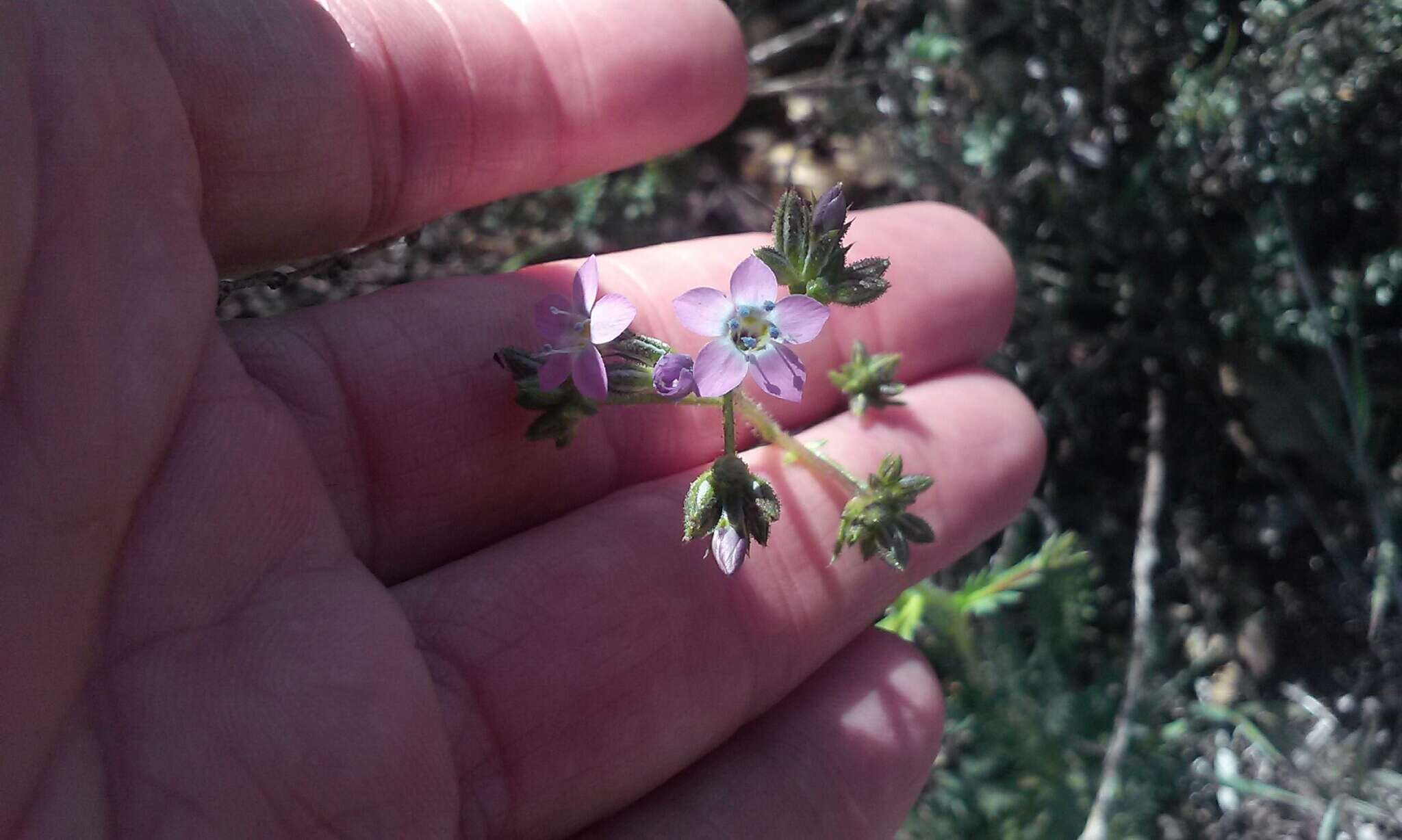 Image of coastal gilia