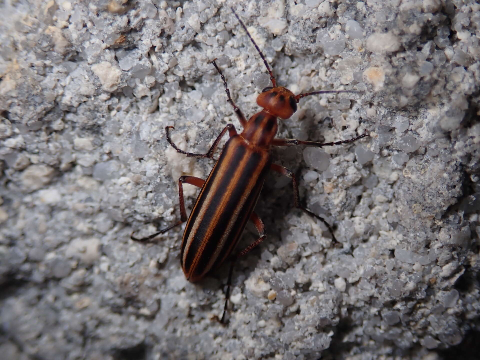 Image of Striped Blister Beetle