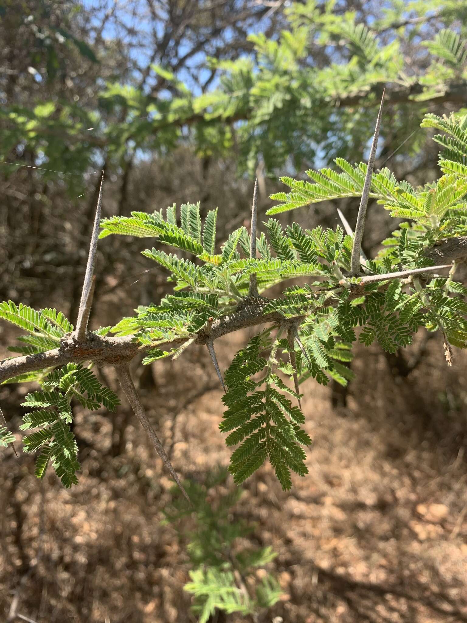 Image of Vachellia gerrardii (Benth.) P. J. H. Hurter