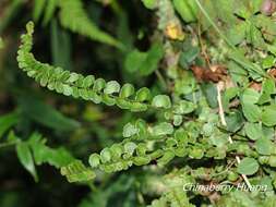 <i>Lindsaea <i>orbiculata</i></i> var. orbiculata的圖片