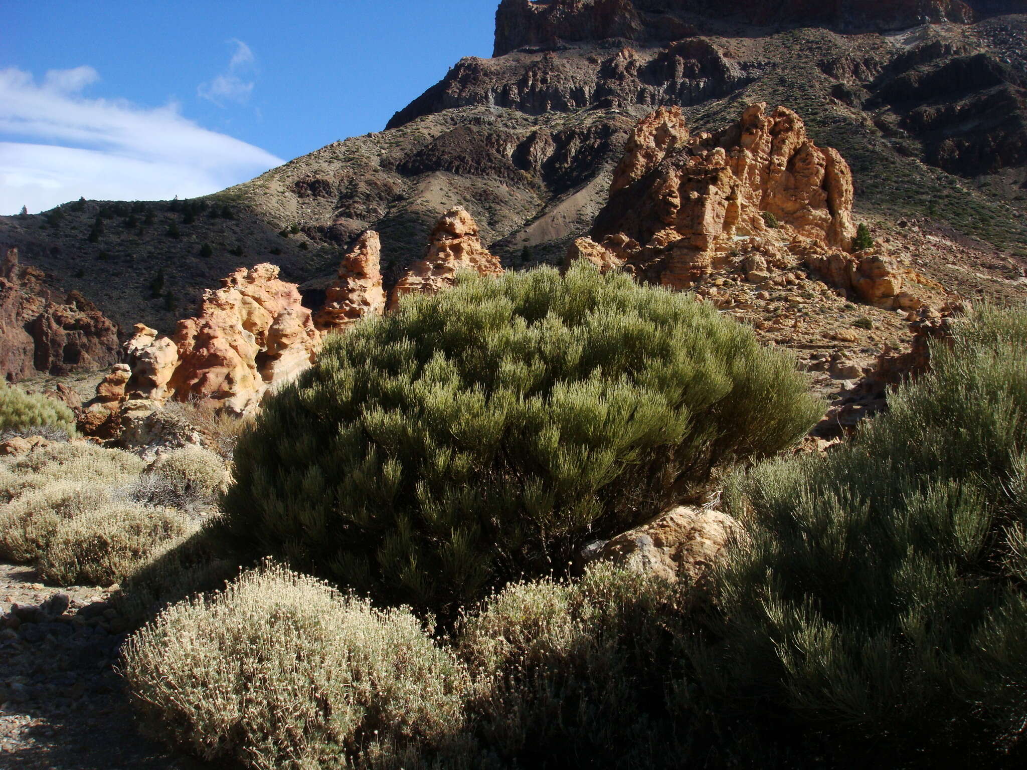 Image of Tiede White Broom