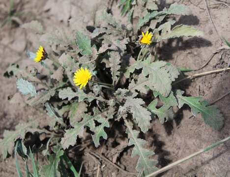 Image of Arctotis arctotoides (L. fil.) O. Hoffm.