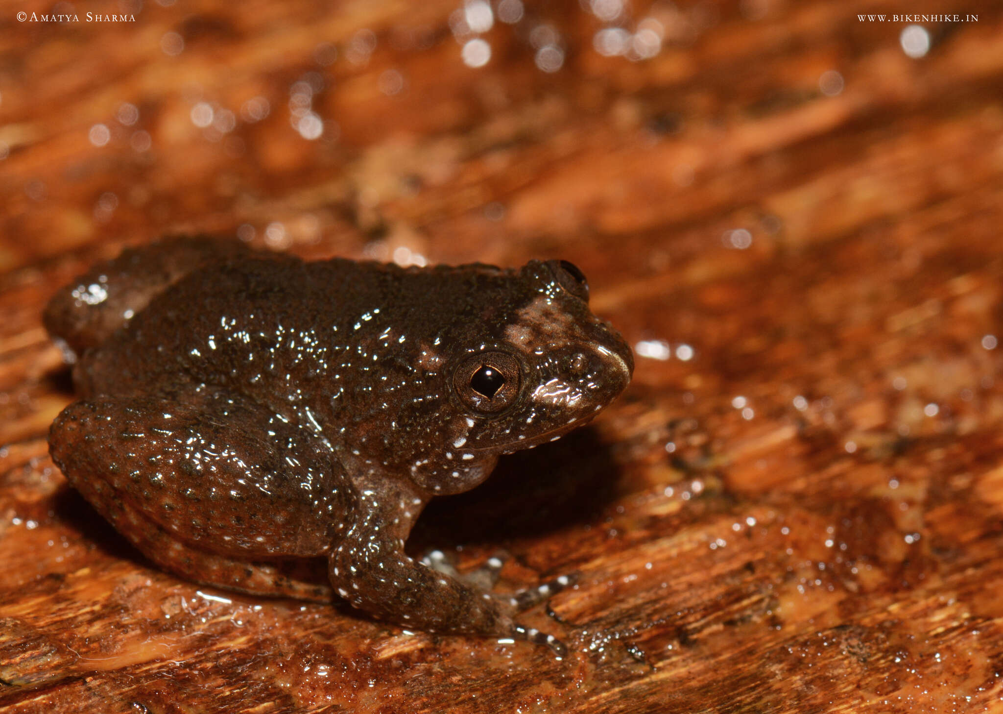 Image of Kempholey night frog