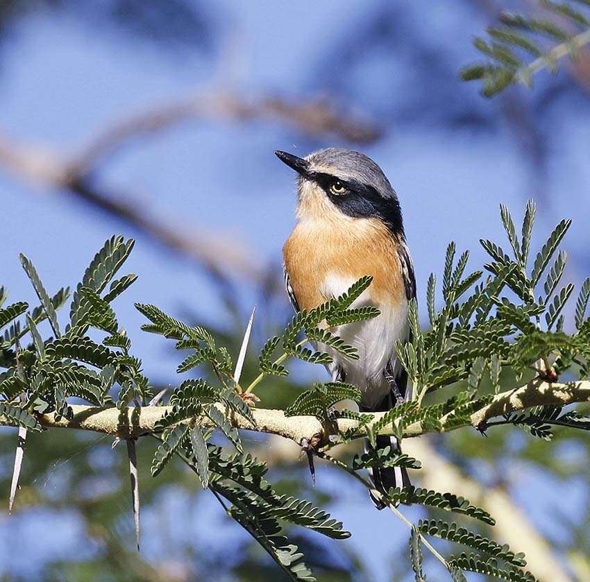 Image of Batis pririt affinis (Wahlberg 1855)