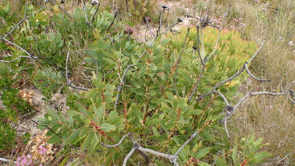 Image of Wagon tree