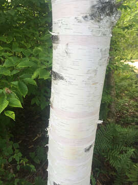 Image of Betula papyrifera Marshall