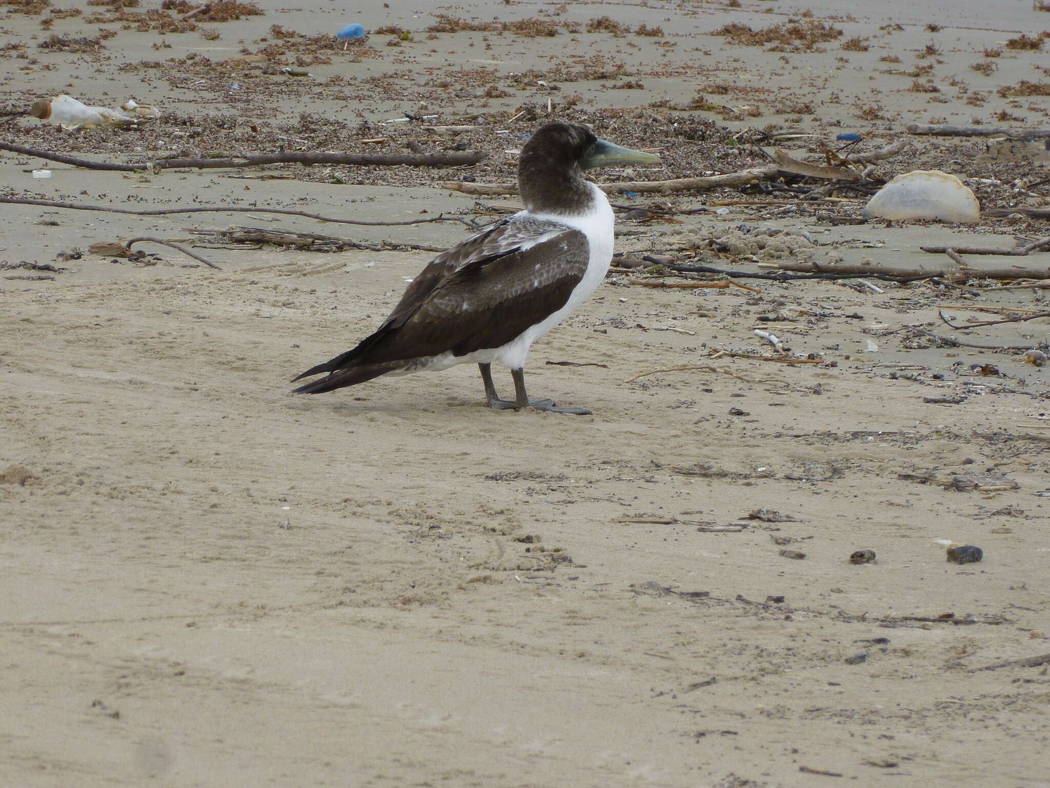 Image of Masked Booby