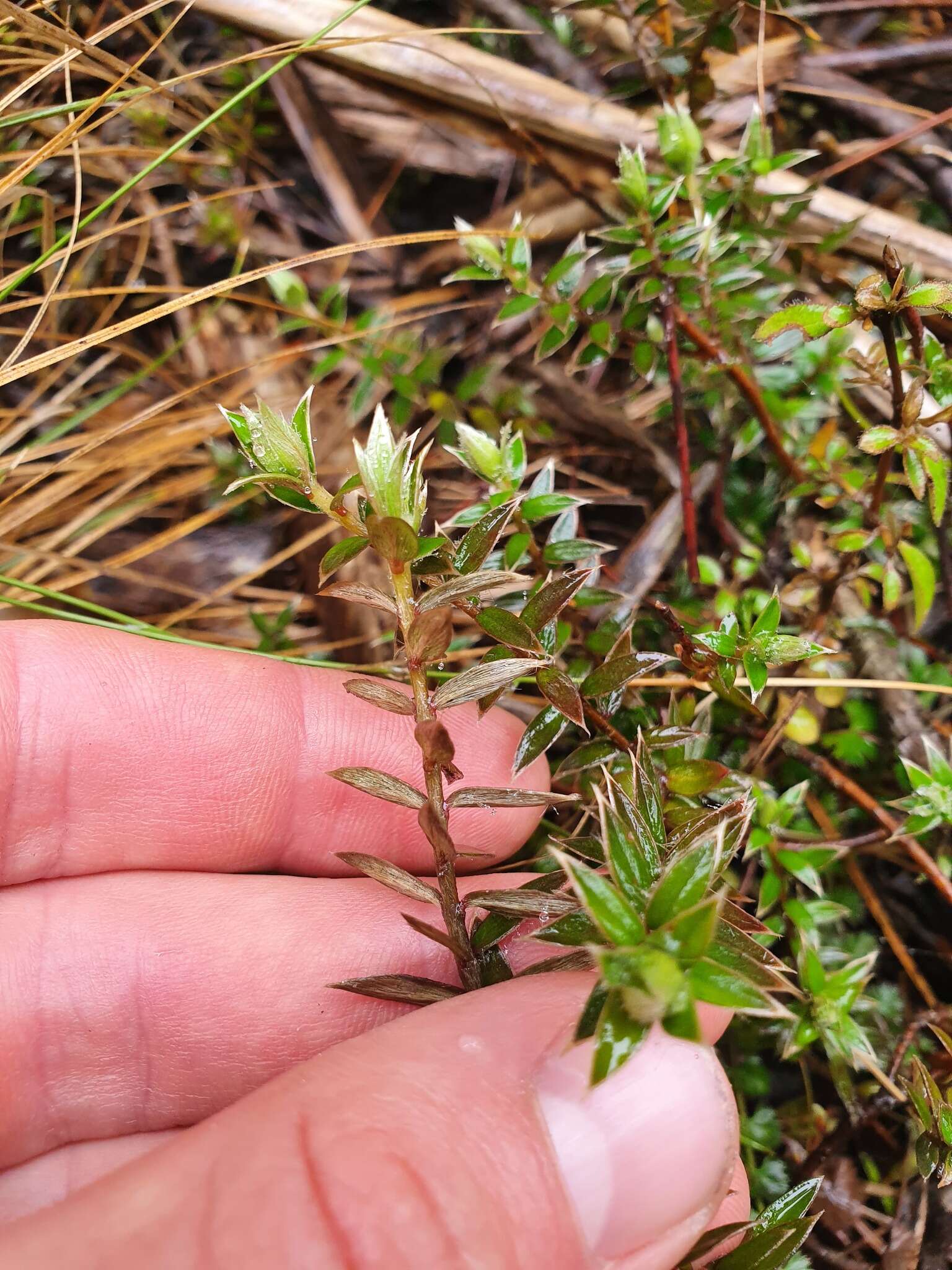 Image of Pimelea pseudolyallii Allan