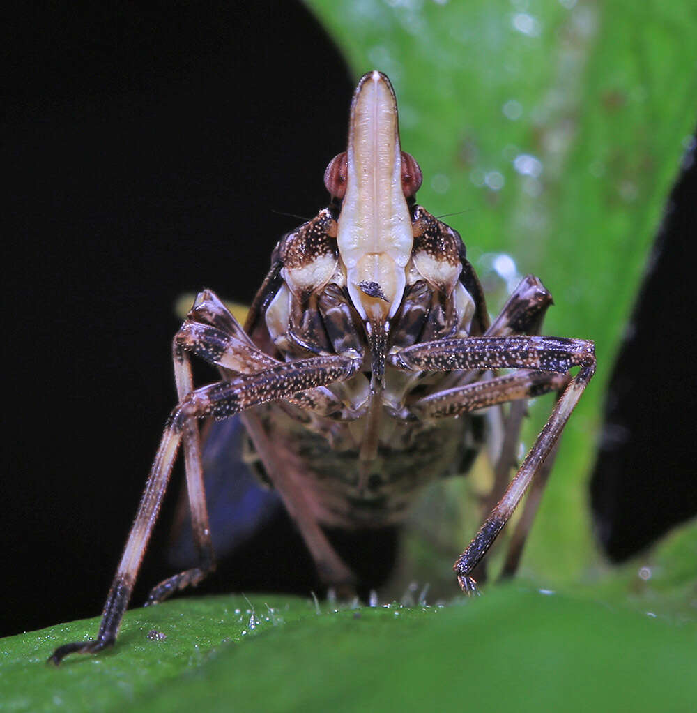 Image of Saigona ussuriensis (Lethierry 1878)