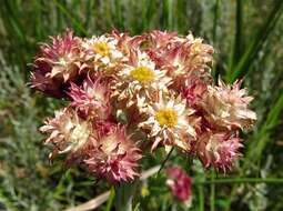 Sivun Helichrysum appendiculatum (L. fil.) Less. kuva