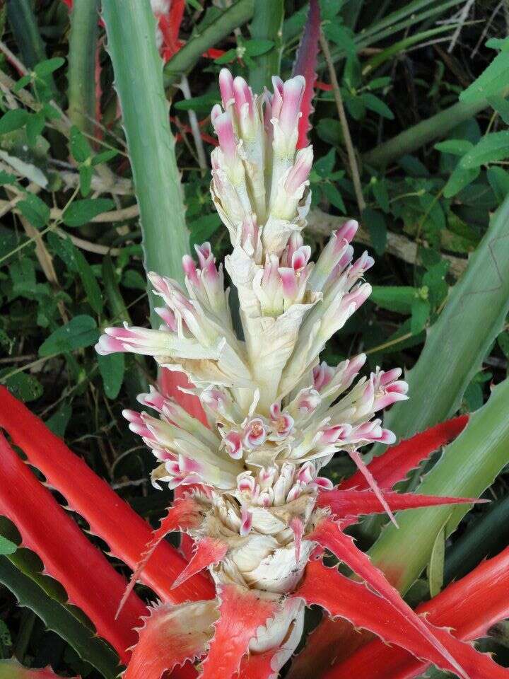 Image of Bromelia balansae Mez