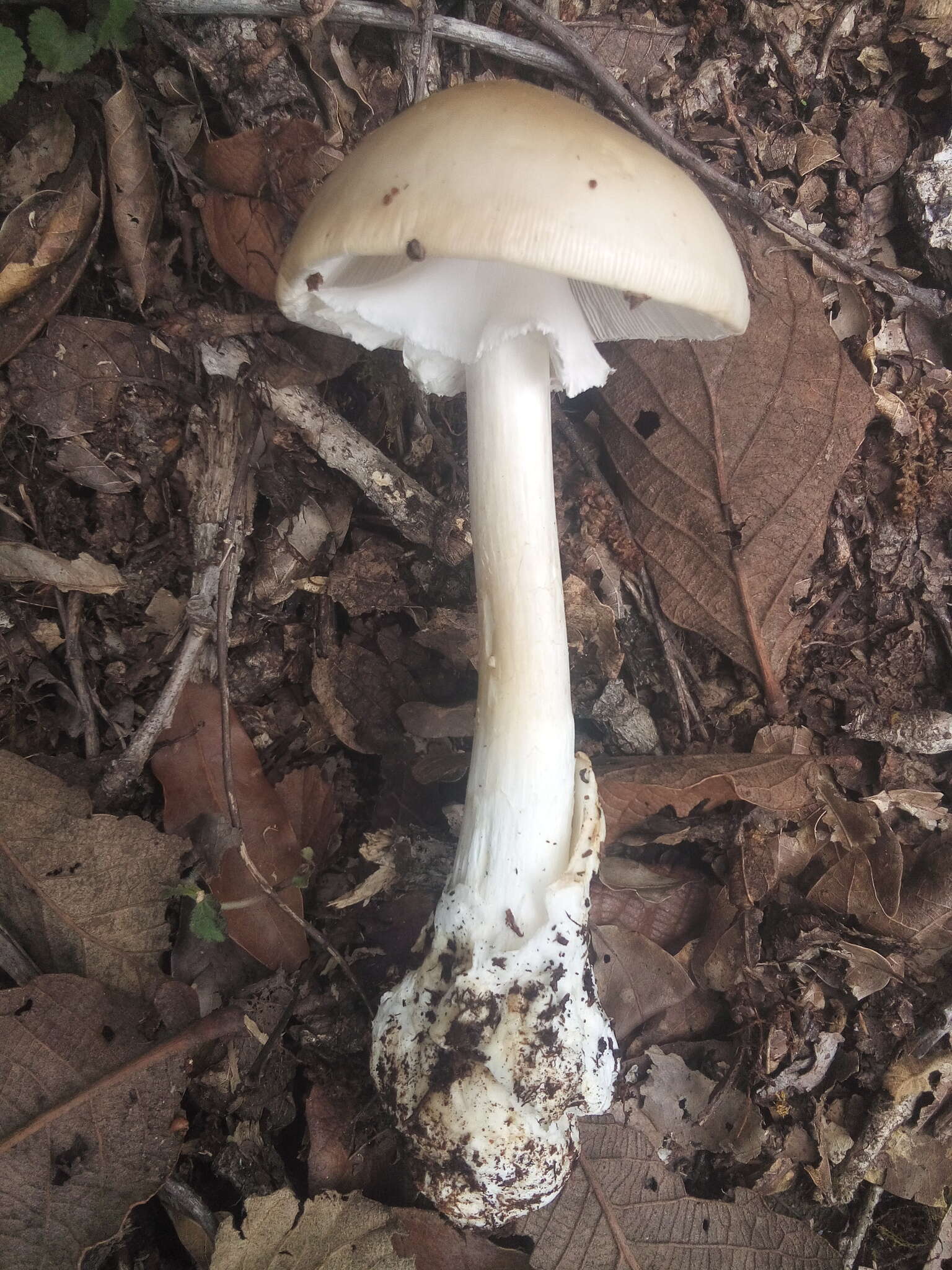 Image of Amanita arocheae Tulloss, Ovrebo & Halling 1992