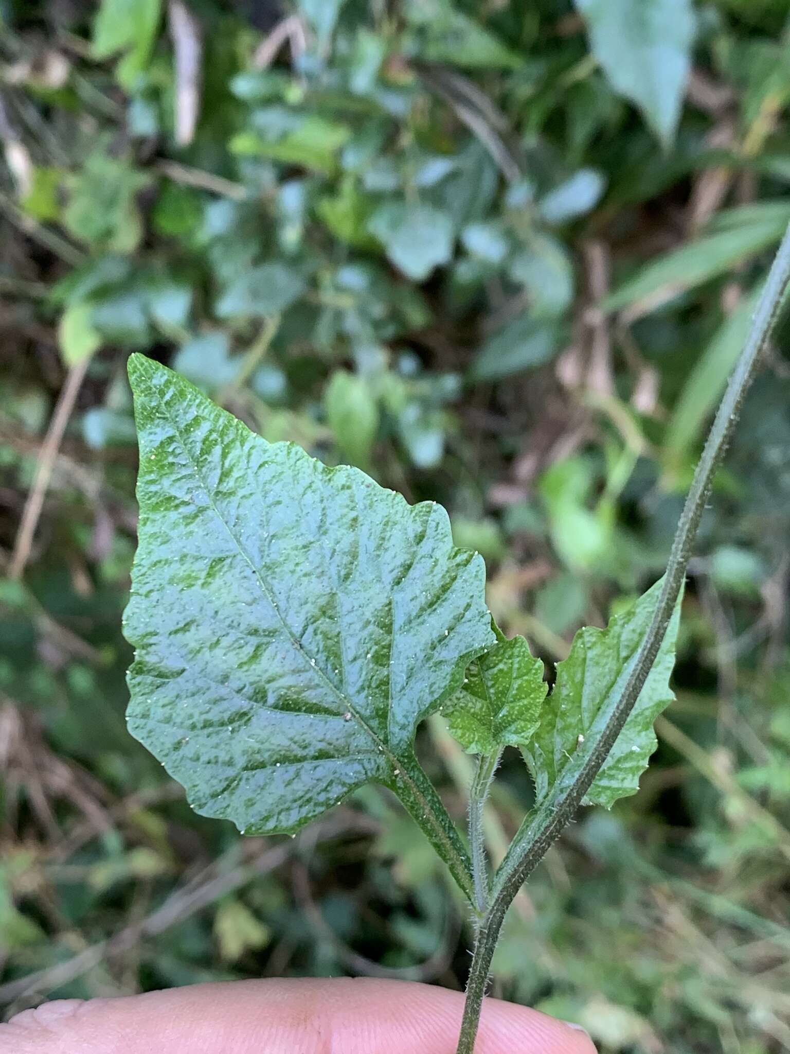 Plancia ëd Lobelia malowensis E. Wimm.