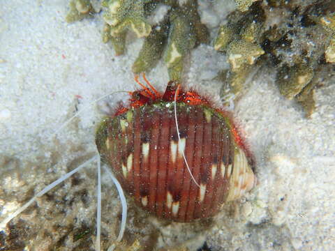 Image of Giant orange hermit crab