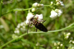 Megacyllene acuta (Germar 1821)的圖片