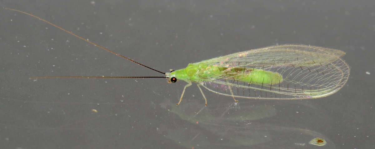 Image of Ceraeochrysa lineaticornis (Fitch 1855)