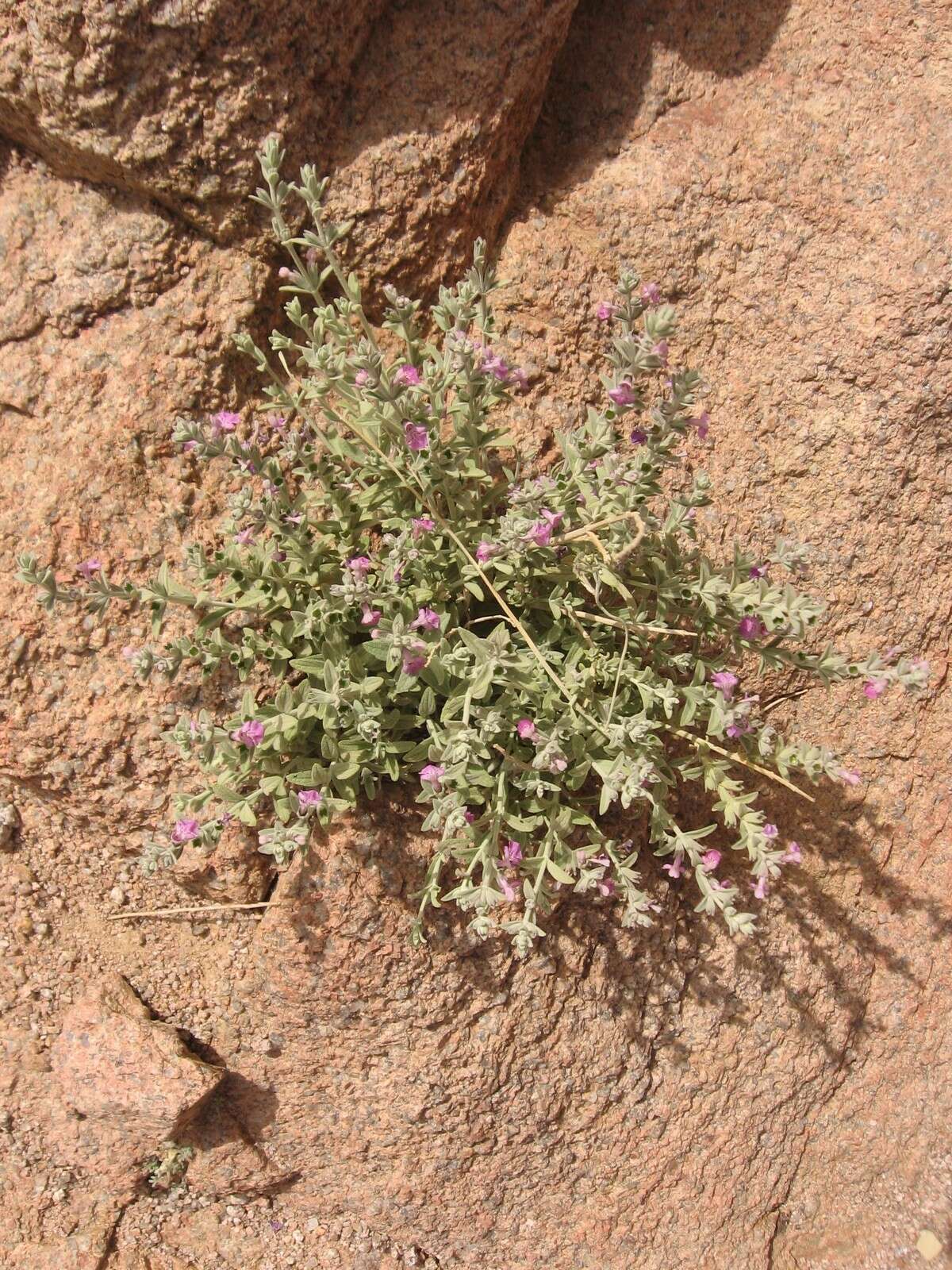 Imagem de Stachys aegyptiaca Pers.