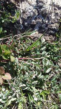 Слика од Sanguisorba minor subsp. balearica (Bourg. ex Nyman) Mu