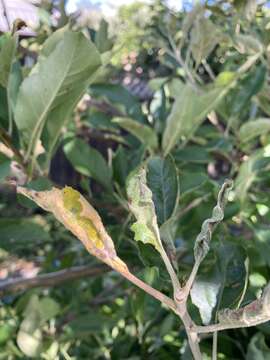 Image of Apple leaf midge