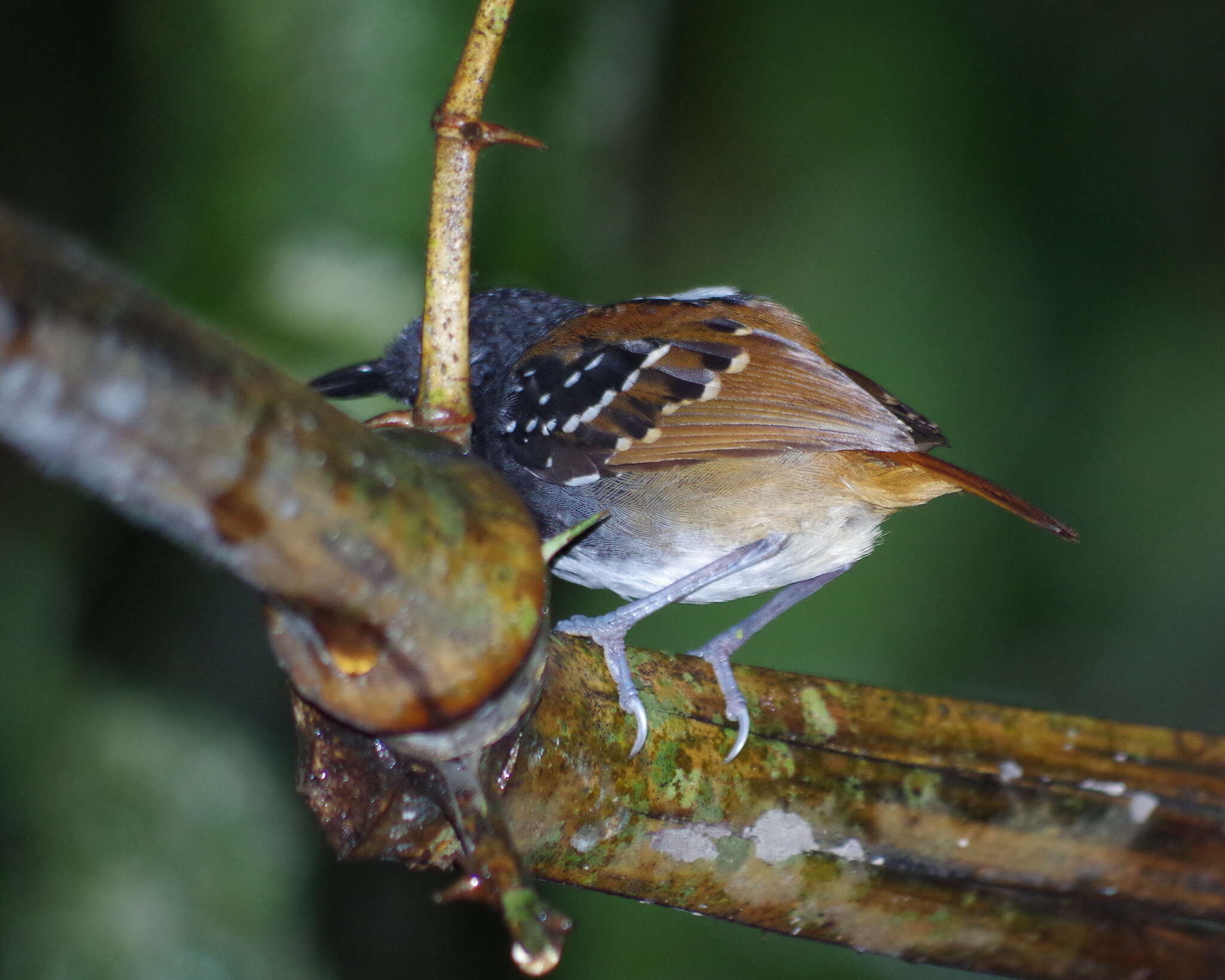 Image of Southern Chestnut-tailed Antbird