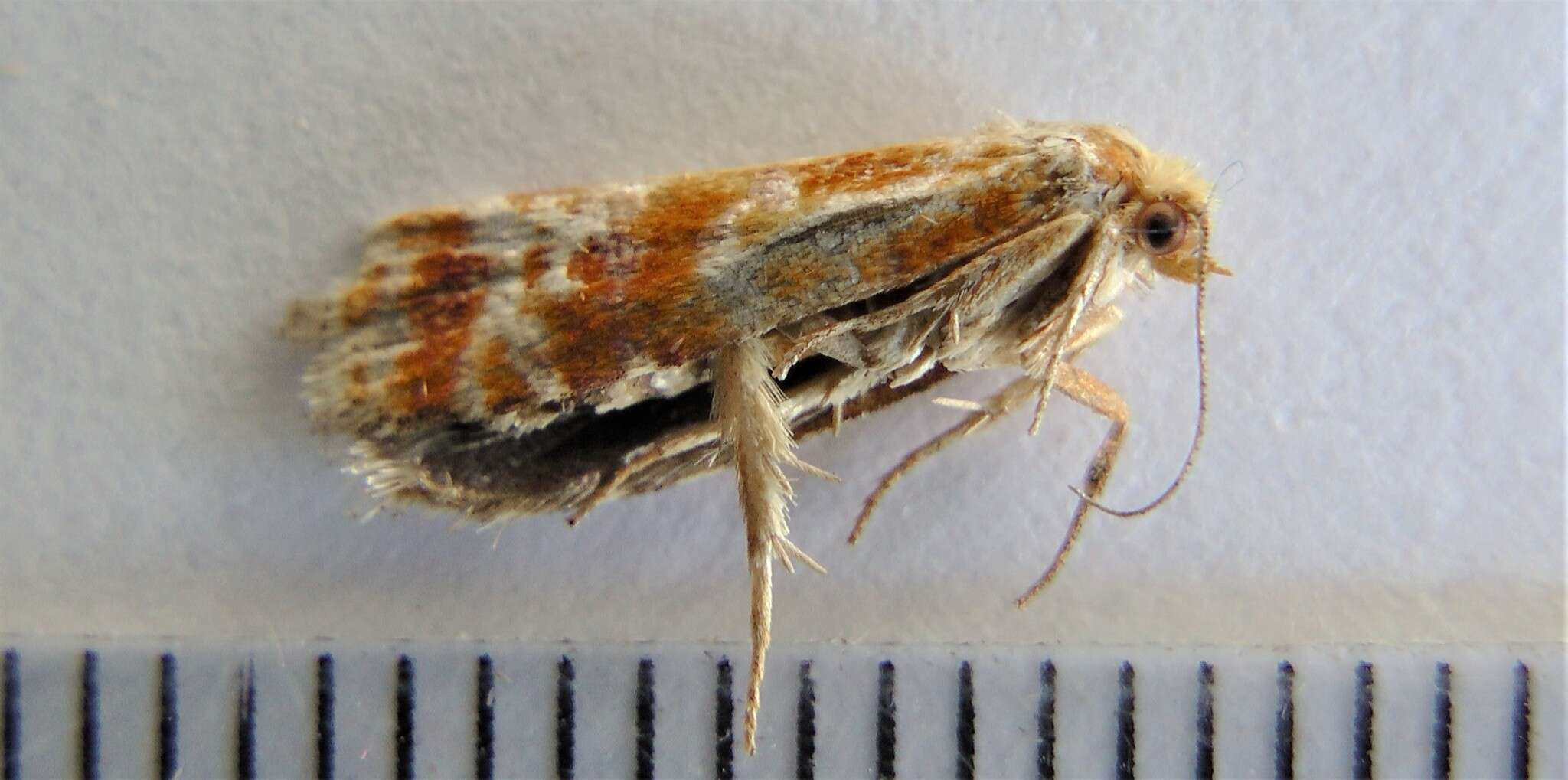 Image of European pine shoot moth