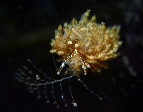 Image of Eubranchus vittatus (Alder & Hancock 1842)