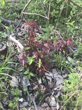 Image of Japanese maple