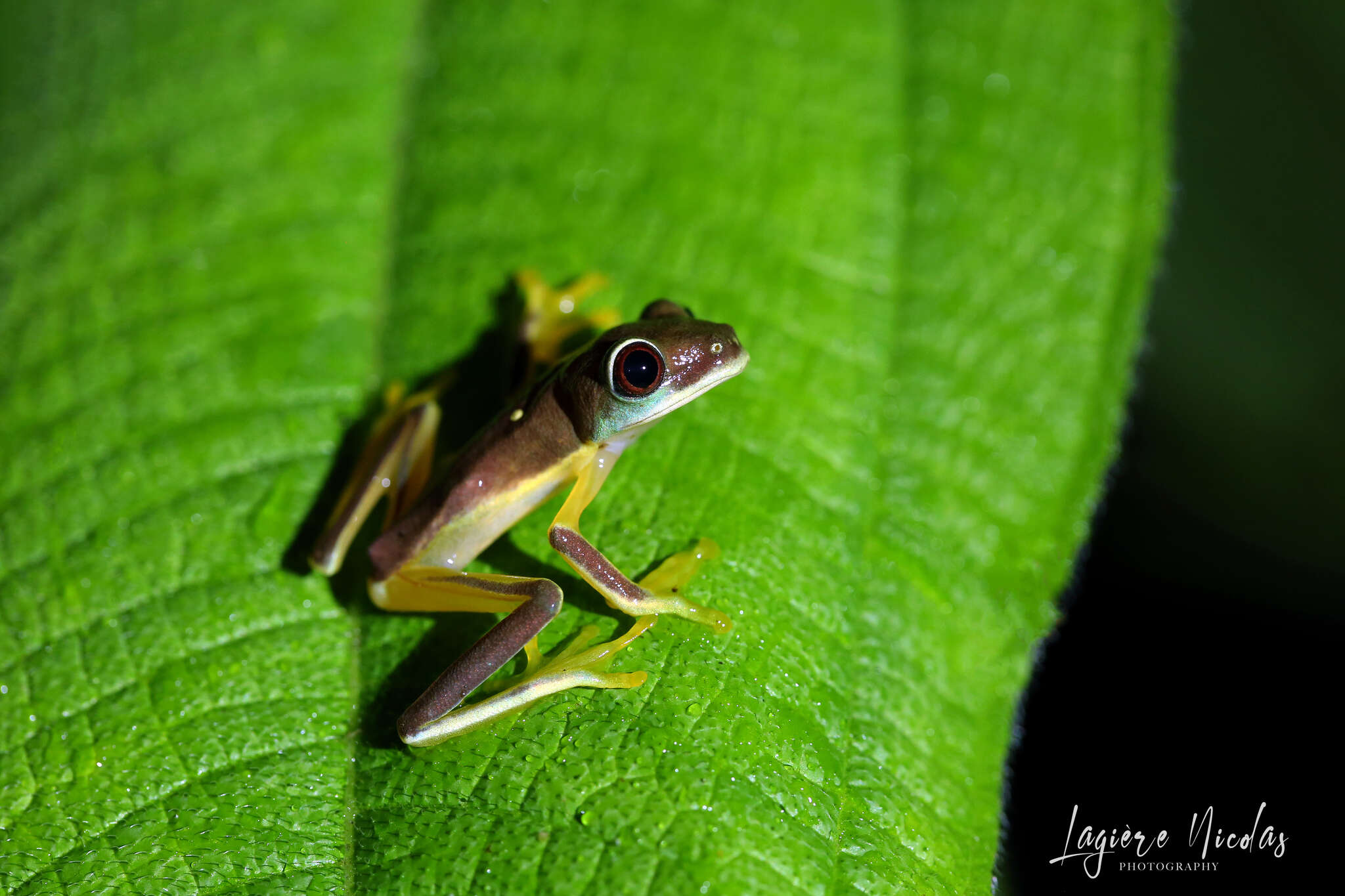 Image of Pink-sided Treefrog