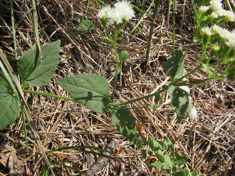 Image of lesser snakeroot