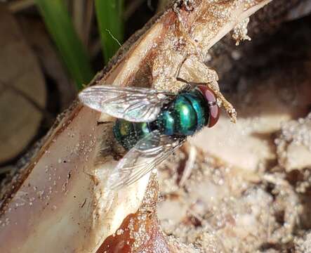 Image of Blow fly