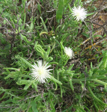 Image of Mesembryanthemum geniculiflorum L.