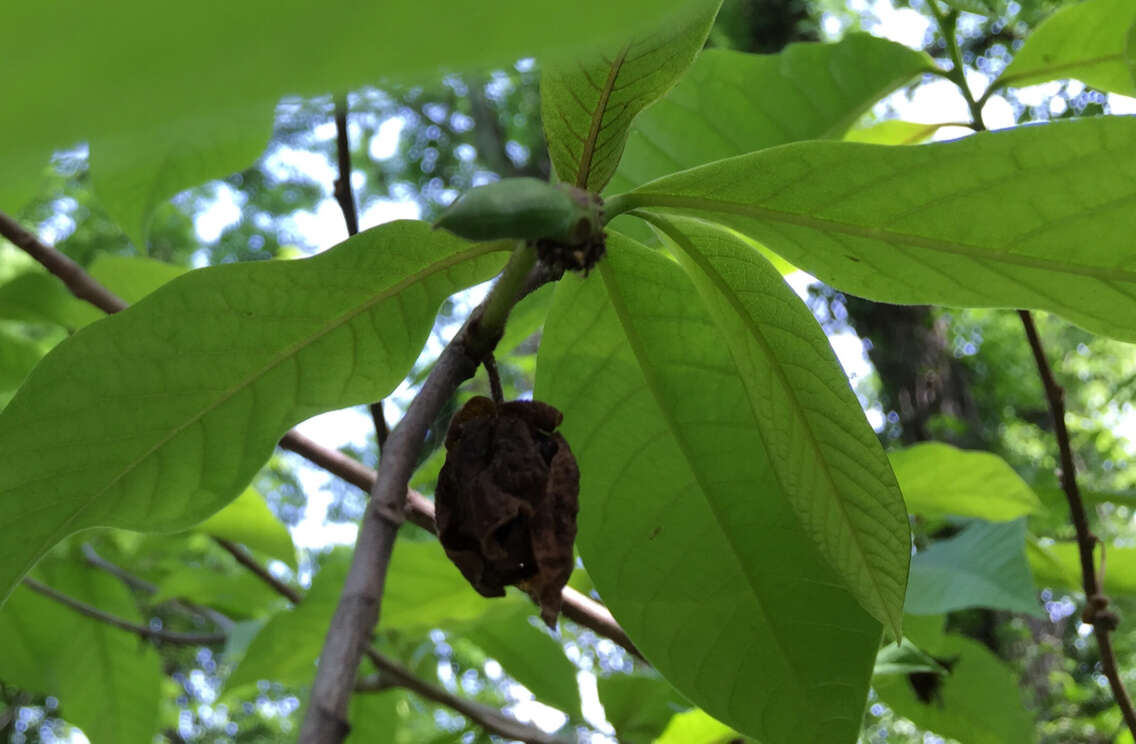 Plancia ëd Asimina triloba (L.) Dunal