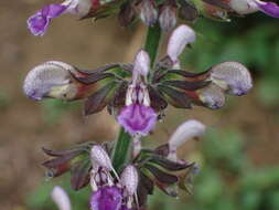 Image of Salvia bowleyana Dunn