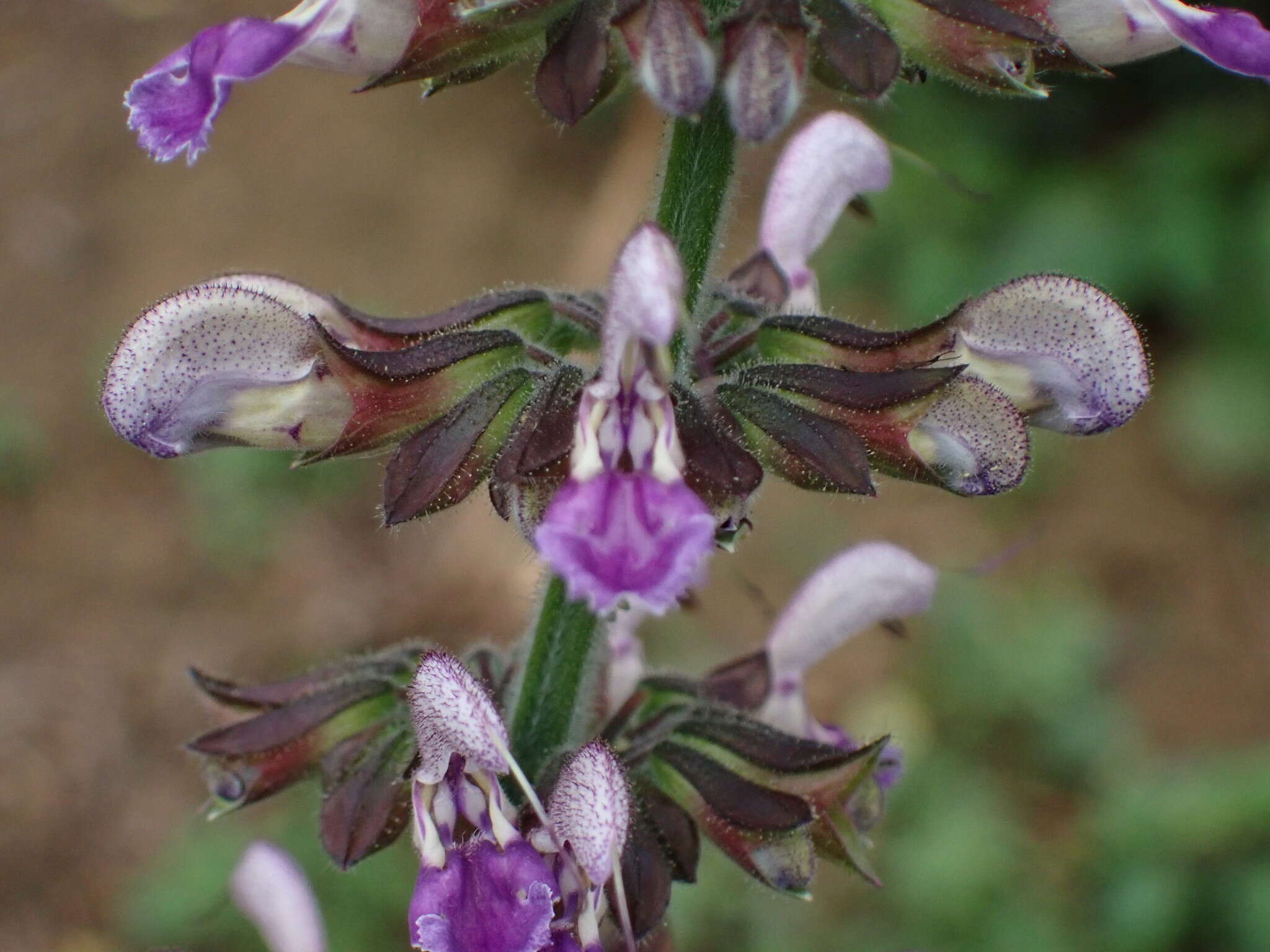 Imagem de Salvia bowleyana Dunn