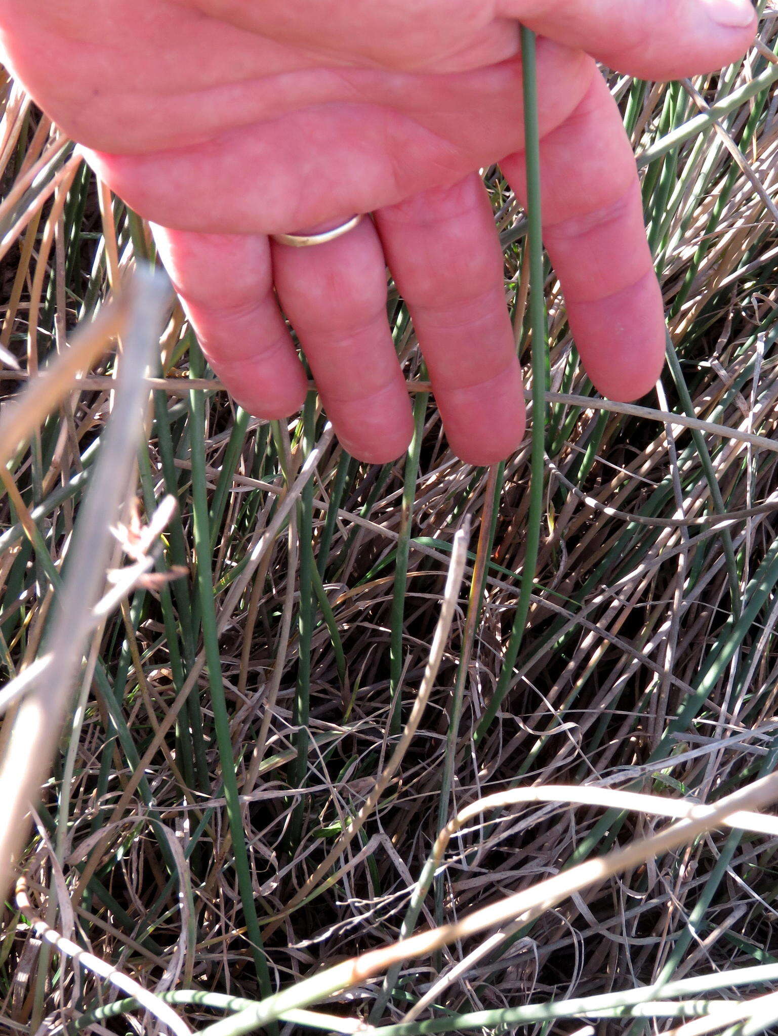 Imagem de Cyperus marginatus Thunb.