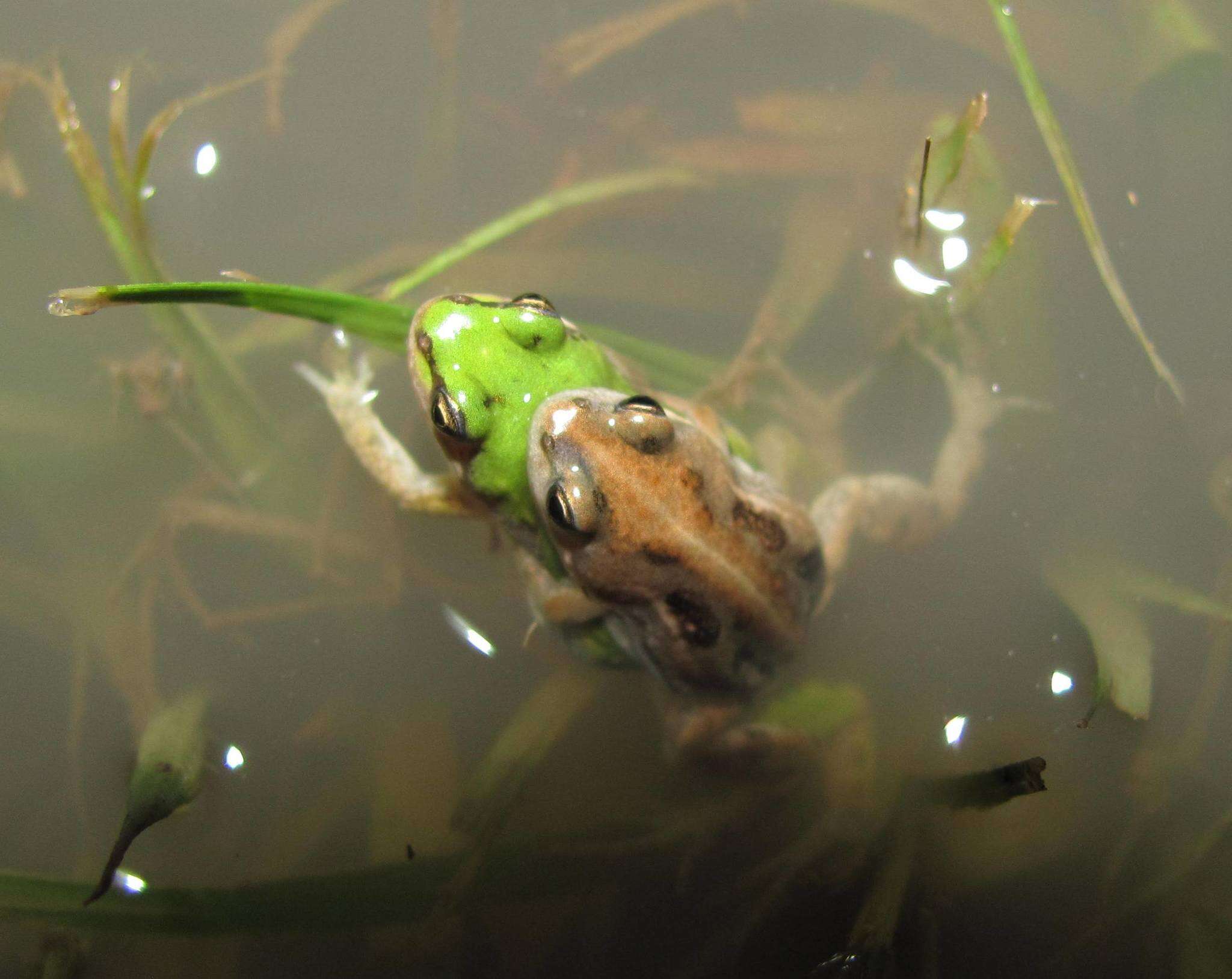 Image de Cacosternum plimptoni Channing, Brun, Burger, Febvre & Moyer 2005