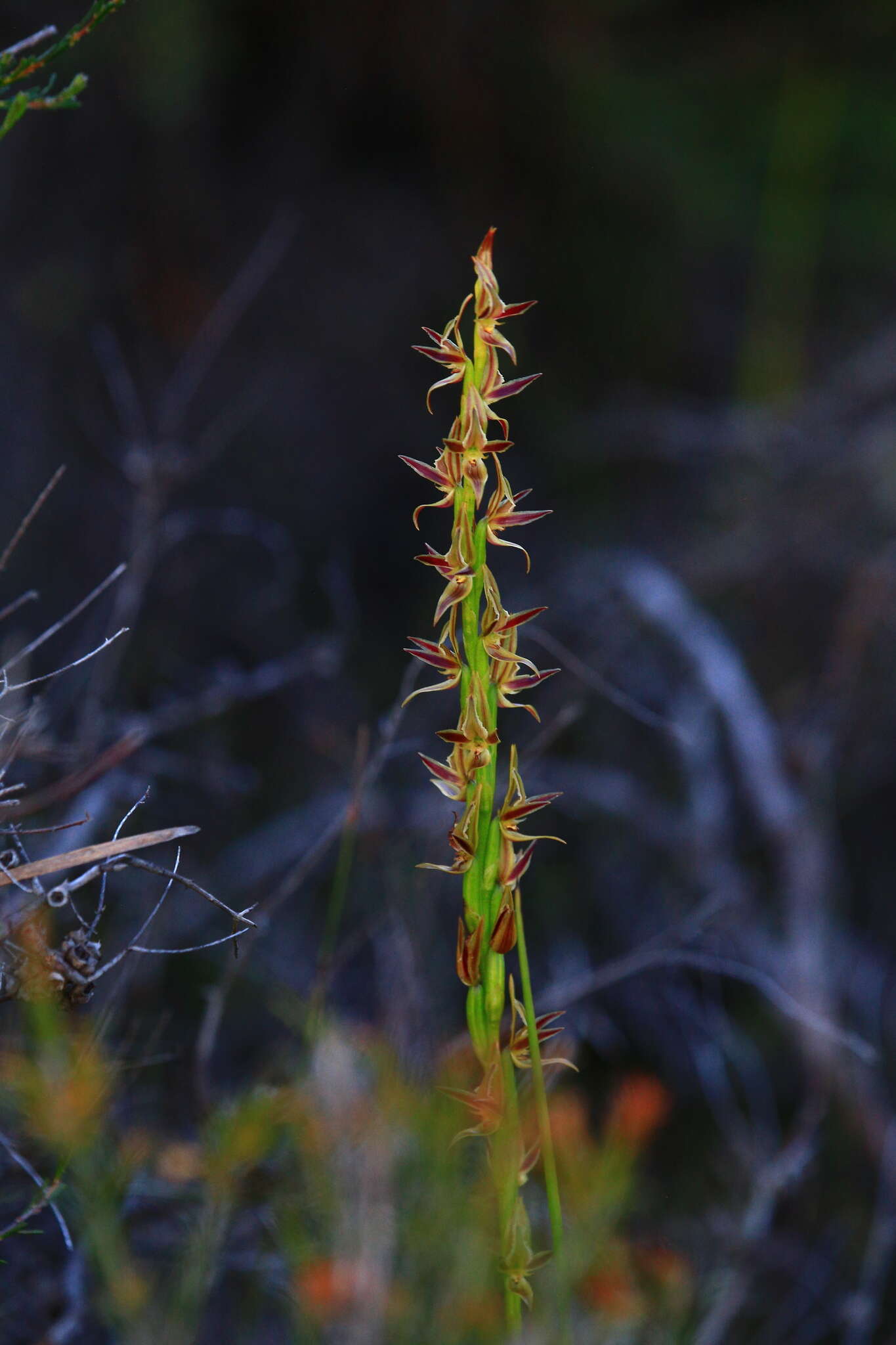 Image of Swamp leek orchid