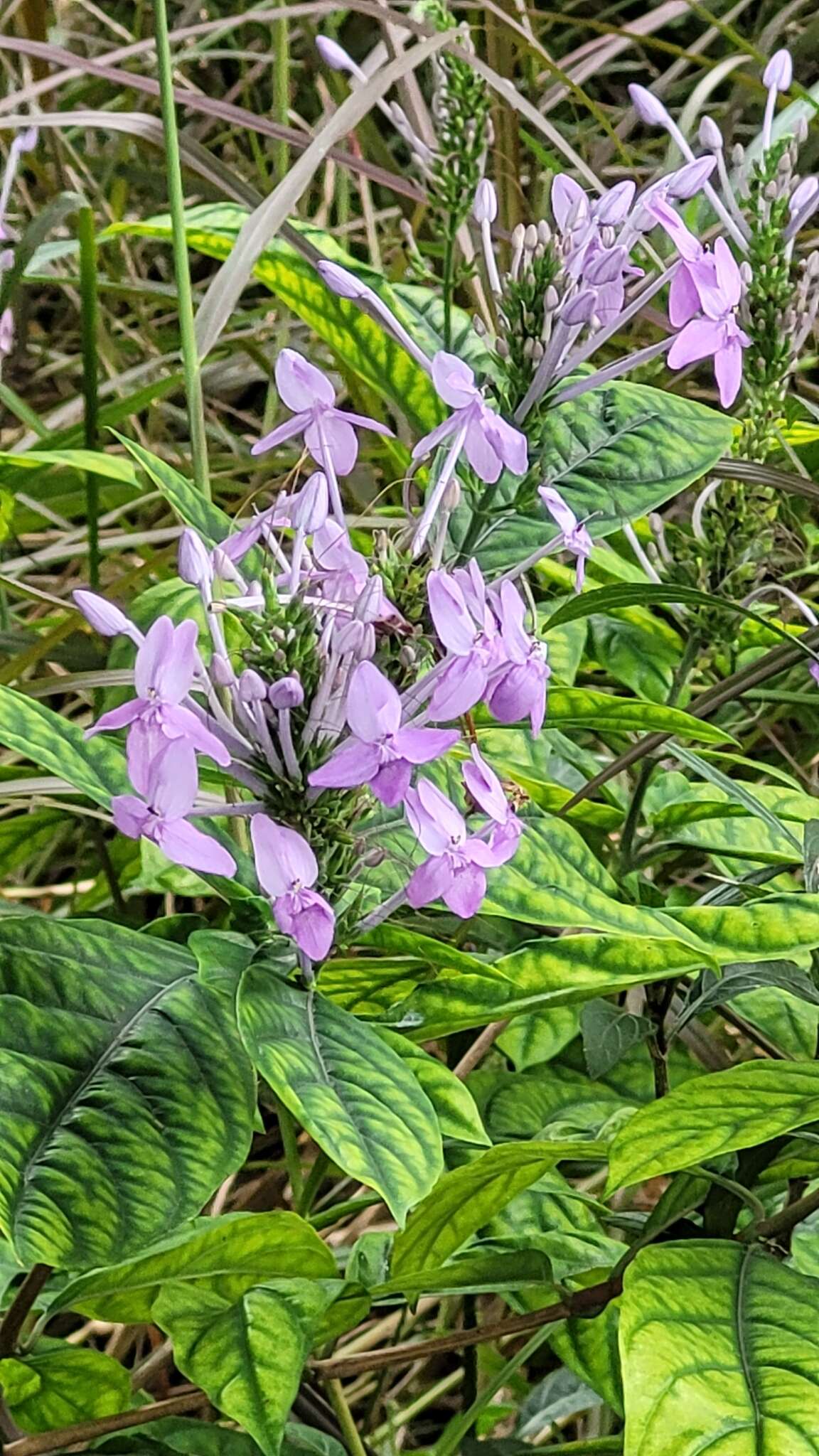 Pseuderanthemum curtatum (C. B. Cl.) Merrill resmi