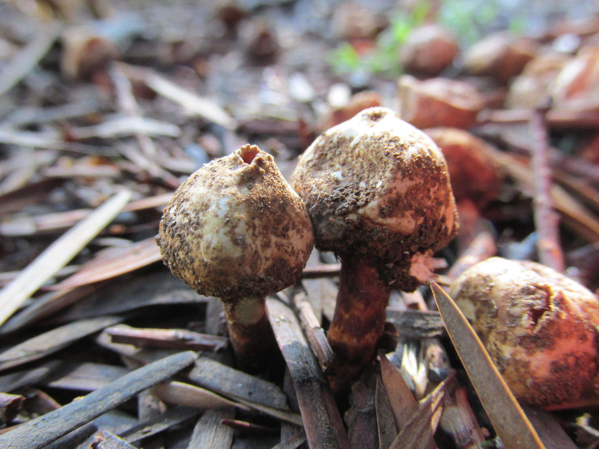 Image of Tulostoma albicans V. S. White 1901