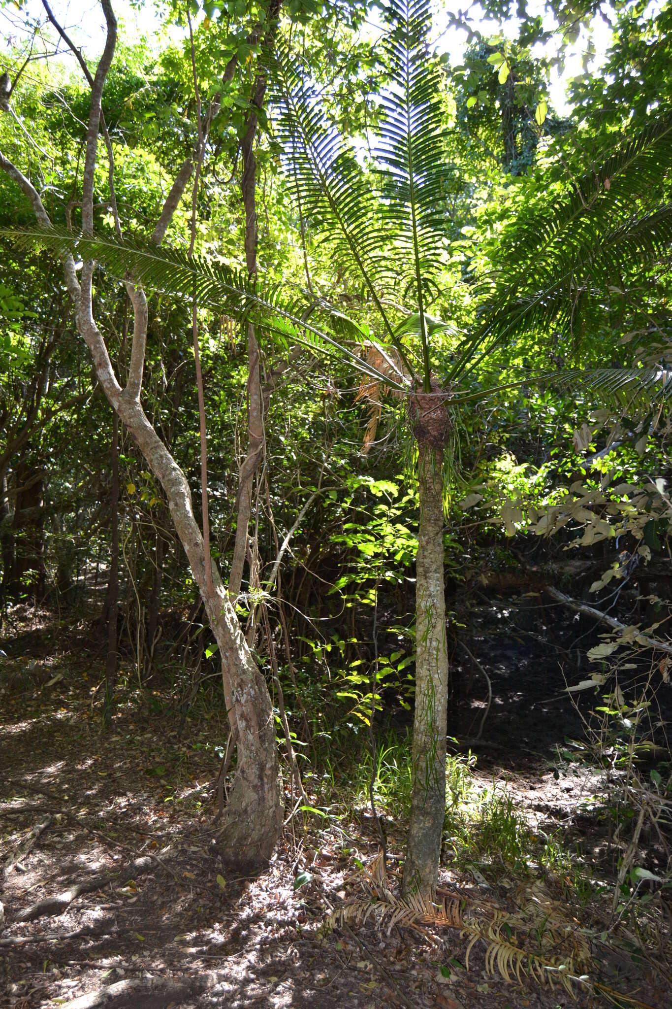 Image of Cycad