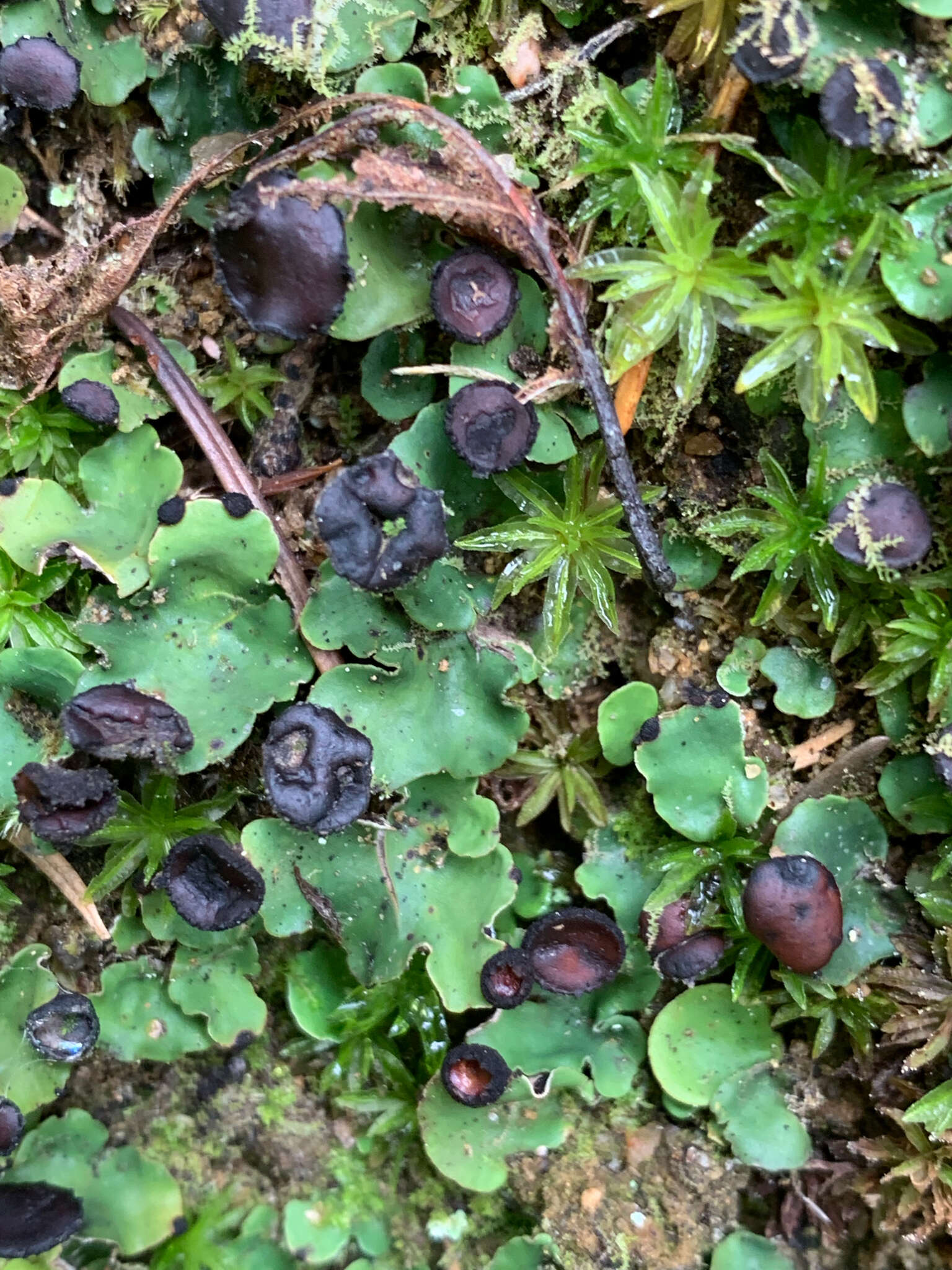 Image of Fan lichen;   Felt lichen