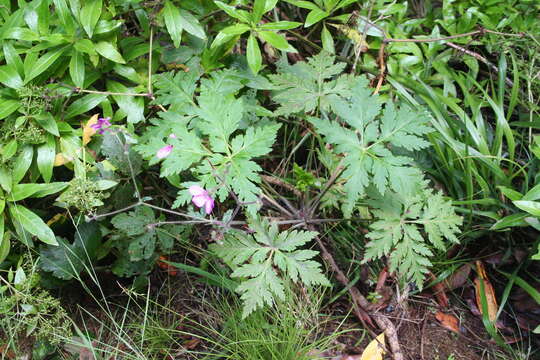 Image of Canary Island geranium